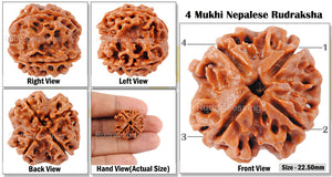 4 Mukhi Rudraksha from Nepal - Bead No. 69