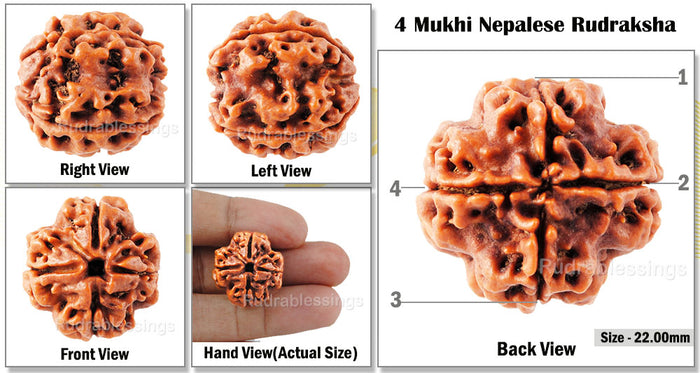 4 Mukhi Rudraksha from Nepal - Bead No. 32