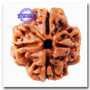 4 Mukhi Rudraksha from Nepal - Bead No. 32