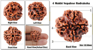 4 Mukhi Rudraksha from Nepal - Bead No. 35