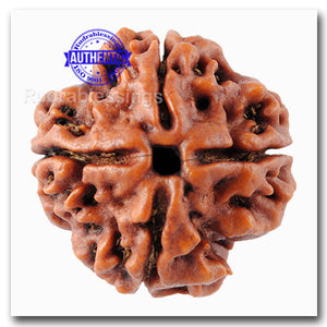 4 Mukhi Rudraksha from Nepal - Bead No. 35