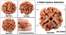 Load image into Gallery viewer, 4 Mukhi Rudraksha from Nepal - Bead No. 49
