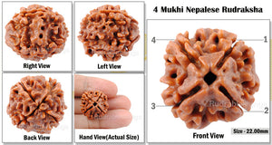 4 Mukhi Rudraksha from Nepal - Bead No. 49