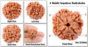 4 Mukhi Rudraksha from Nepal - Bead No. 57