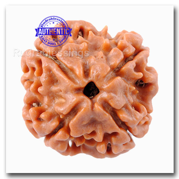 4 Mukhi Rudraksha from Nepal - Bead No. 57