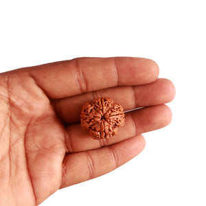 4 Mukhi Rudraksha from Nepal - Bead No. 261