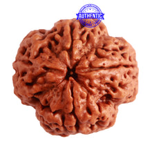 Load image into Gallery viewer, 4 Mukhi Rudraksha from Nepal - Bead No. 261
