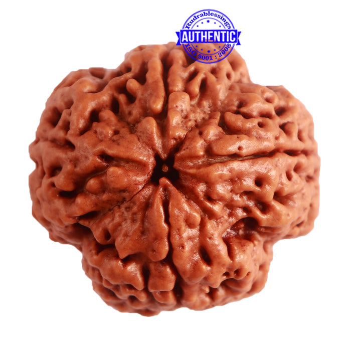 4 Mukhi Rudraksha from Nepal - Bead No. 261