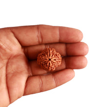 Load image into Gallery viewer, 4 Mukhi Rudraksha from Nepal - Bead No. 262
