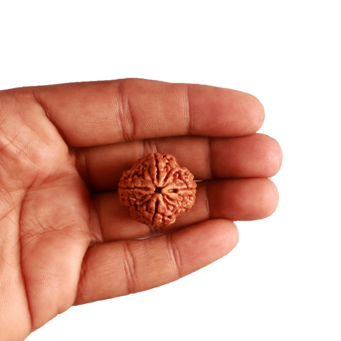4 Mukhi Rudraksha from Nepal - Bead No. 262