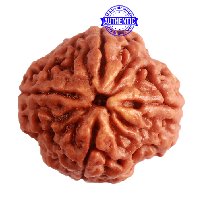 4 Mukhi Rudraksha from Nepal - Bead No. 262