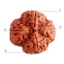 Load image into Gallery viewer, 4 Mukhi Rudraksha from Nepal - Bead No. 262
