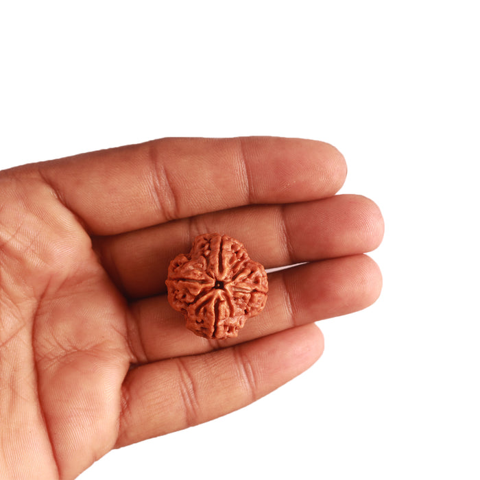4 Mukhi Rudraksha from Nepal - Bead No. 263