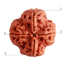 Load image into Gallery viewer, 4 Mukhi Rudraksha from Nepal - Bead No. 263
