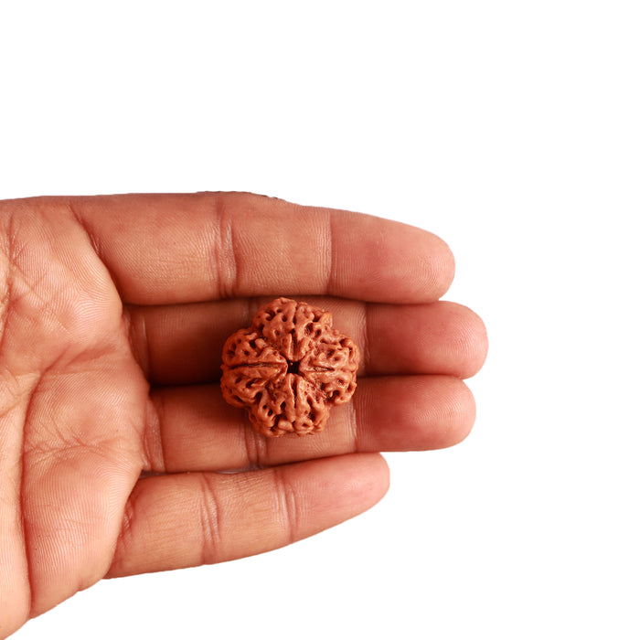 4 Mukhi Rudraksha from Nepal - Bead No. 264