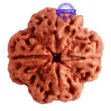 Load image into Gallery viewer, 4 Mukhi Rudraksha from Nepal - Bead No. 264
