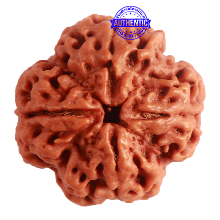 4 Mukhi Rudraksha from Nepal - Bead No. 264