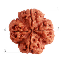 Load image into Gallery viewer, 4 Mukhi Rudraksha from Nepal - Bead No. 264

