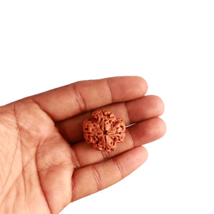 4 Mukhi Rudraksha from Nepal - Bead No. 265