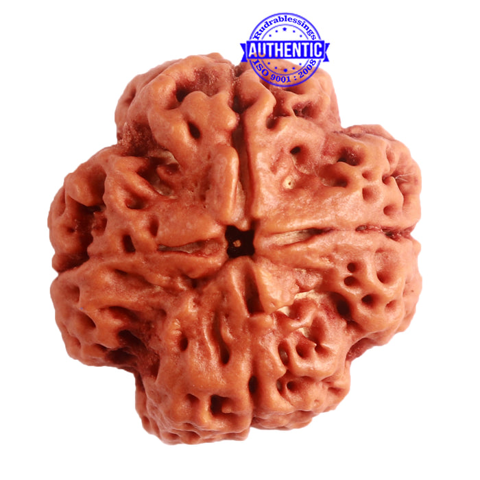 4 Mukhi Rudraksha from Nepal - Bead No. 265
