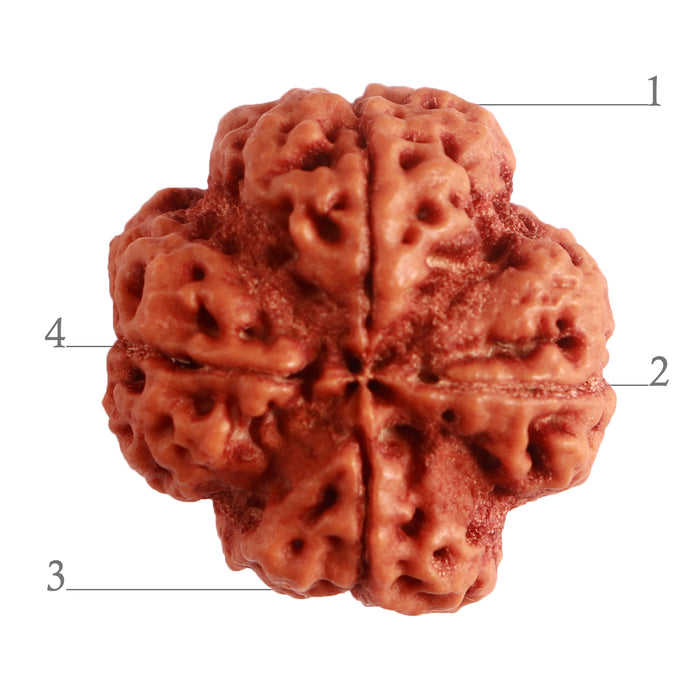 4 Mukhi Rudraksha from Nepal - Bead No. 265