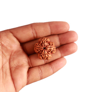 4 Mukhi Rudraksha from Nepal - Bead No. 266