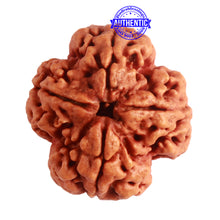 Load image into Gallery viewer, 4 Mukhi Rudraksha from Nepal - Bead No. 266
