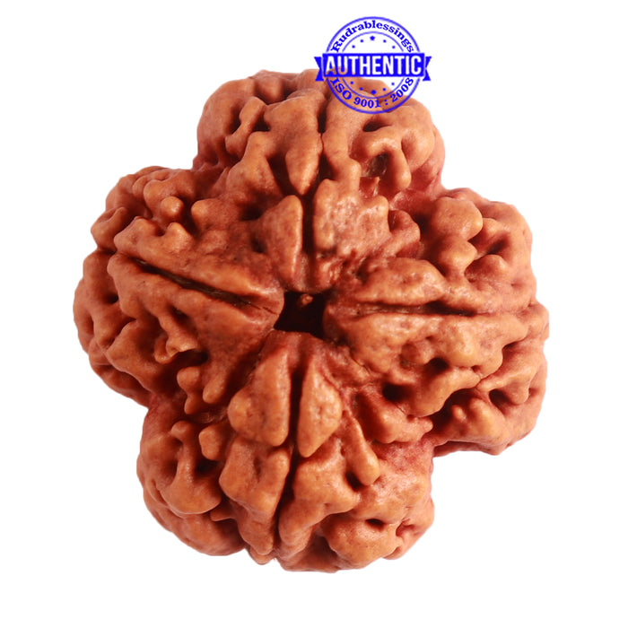 4 Mukhi Rudraksha from Nepal - Bead No. 266