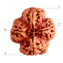 Load image into Gallery viewer, 4 Mukhi Rudraksha from Nepal - Bead No. 266
