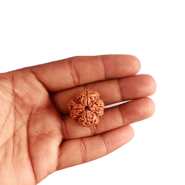 4 Mukhi Rudraksha from Nepal - Bead No. 267