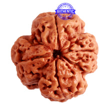 Load image into Gallery viewer, 4 Mukhi Rudraksha from Nepal - Bead No. 267
