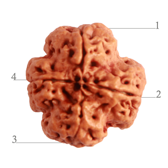 4 Mukhi Rudraksha from Nepal - Bead No. 267