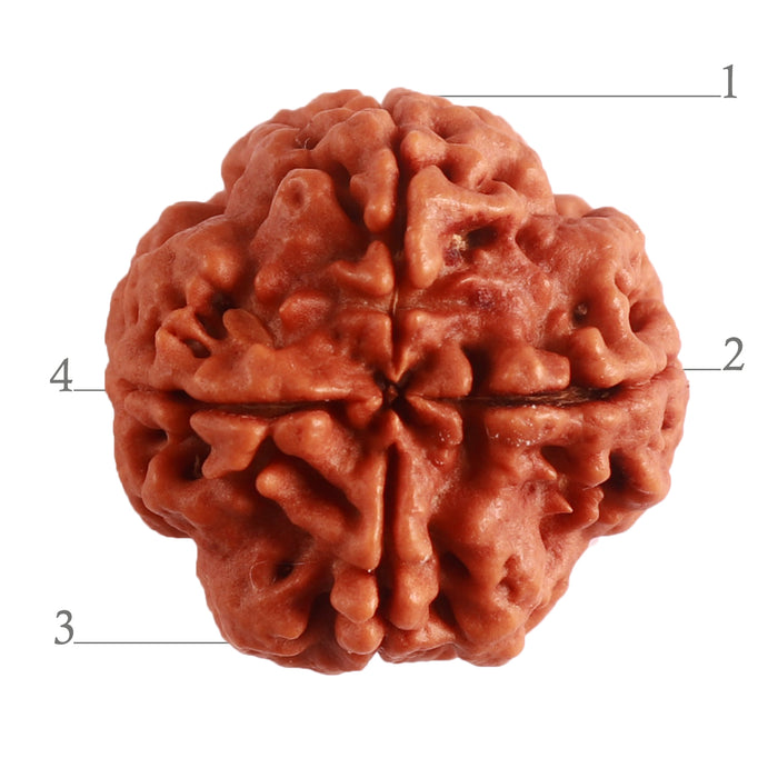 4 Mukhi Rudraksha from Nepal - Bead No. 268