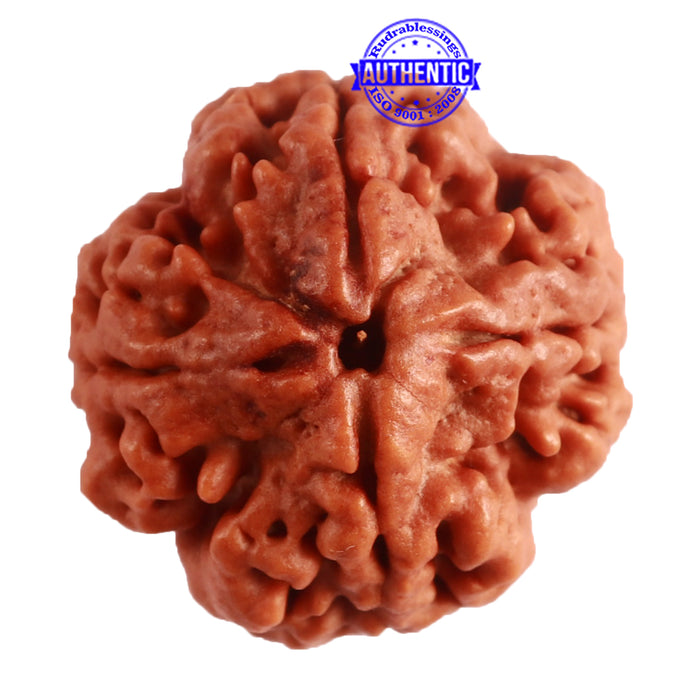 4 Mukhi Rudraksha from Nepal - Bead No. 269