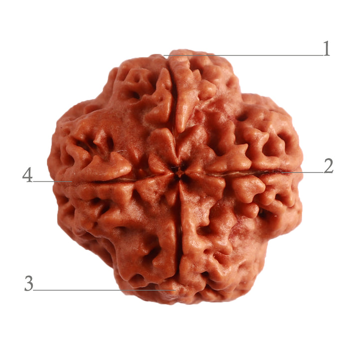 4 Mukhi Rudraksha from Nepal - Bead No. 269