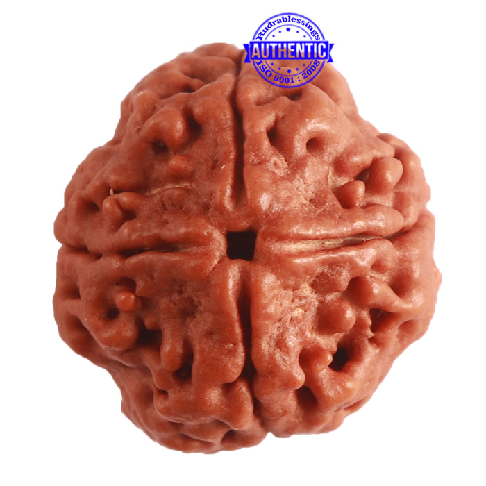 4 Mukhi Rudraksha from Nepal - Bead No. 270