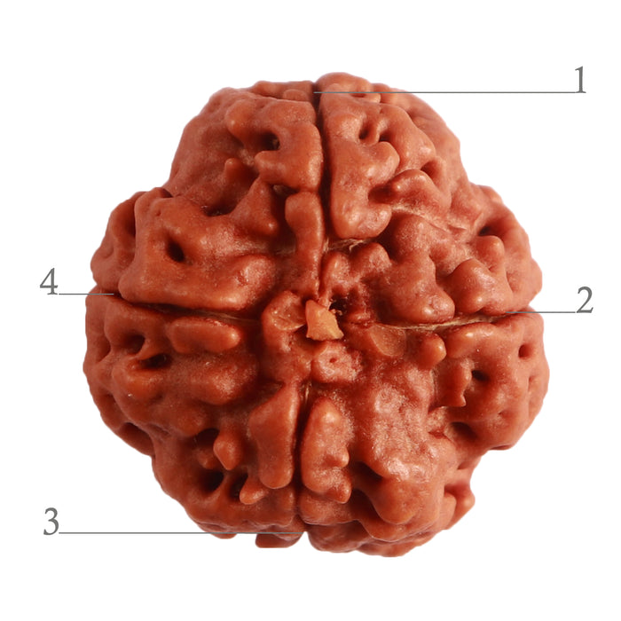 4 Mukhi Rudraksha from Nepal - Bead No. 270