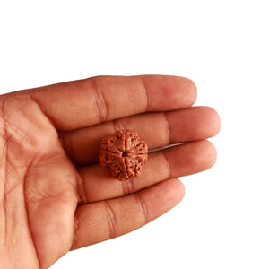 4 Mukhi Rudraksha from Nepal - Bead No. 271