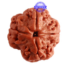 Load image into Gallery viewer, 4 Mukhi Rudraksha from Nepal - Bead No. 271
