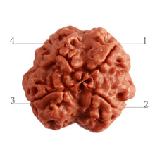 Load image into Gallery viewer, 4 Mukhi Rudraksha from Nepal - Bead No. 271
