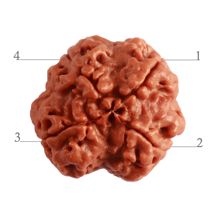 4 Mukhi Rudraksha from Nepal - Bead No. 271