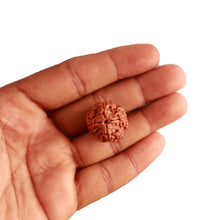 Load image into Gallery viewer, 4 Mukhi Rudraksha from Nepal - Bead No. 272
