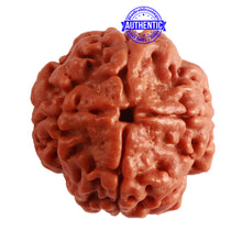 Load image into Gallery viewer, 4 Mukhi Rudraksha from Nepal - Bead No. 272
