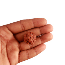 Load image into Gallery viewer, 4 Mukhi Rudraksha from Nepal - Bead No. 273
