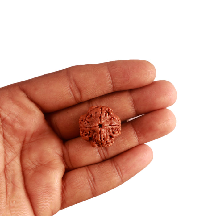4 Mukhi Rudraksha from Nepal - Bead No. 273