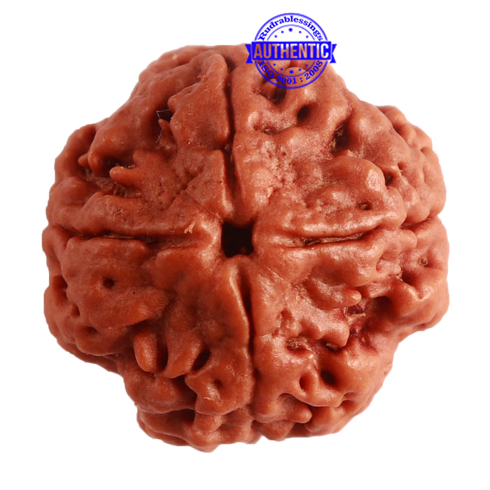 4 Mukhi Rudraksha from Nepal - Bead No. 273