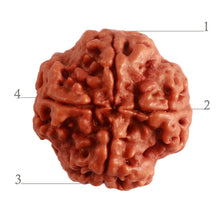Load image into Gallery viewer, 4 Mukhi Rudraksha from Nepal - Bead No. 273
