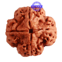 Load image into Gallery viewer, 4 Mukhi Rudraksha from Nepal - Bead No. 275
