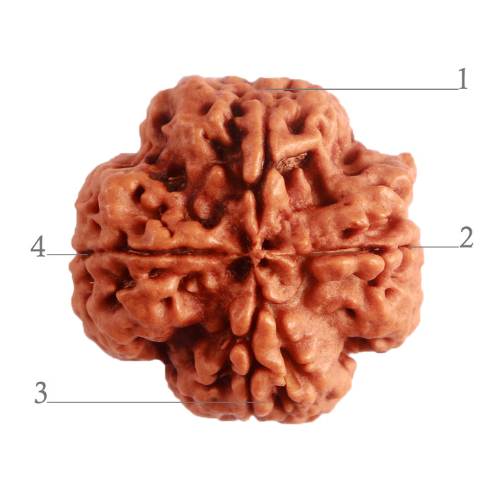 4 Mukhi Rudraksha from Nepal - Bead No. 275