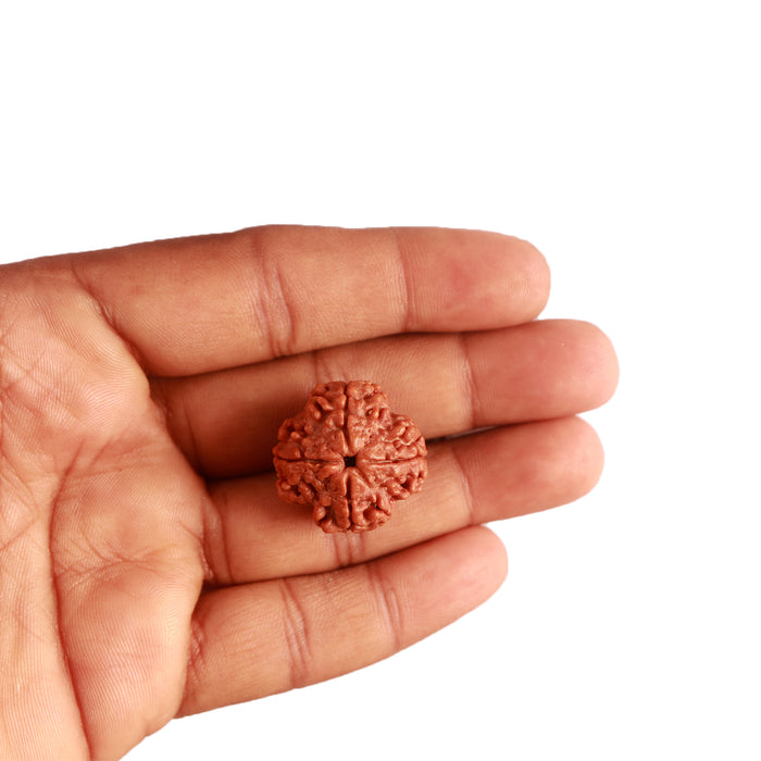 4 Mukhi Rudraksha from Nepal - Bead No. 276